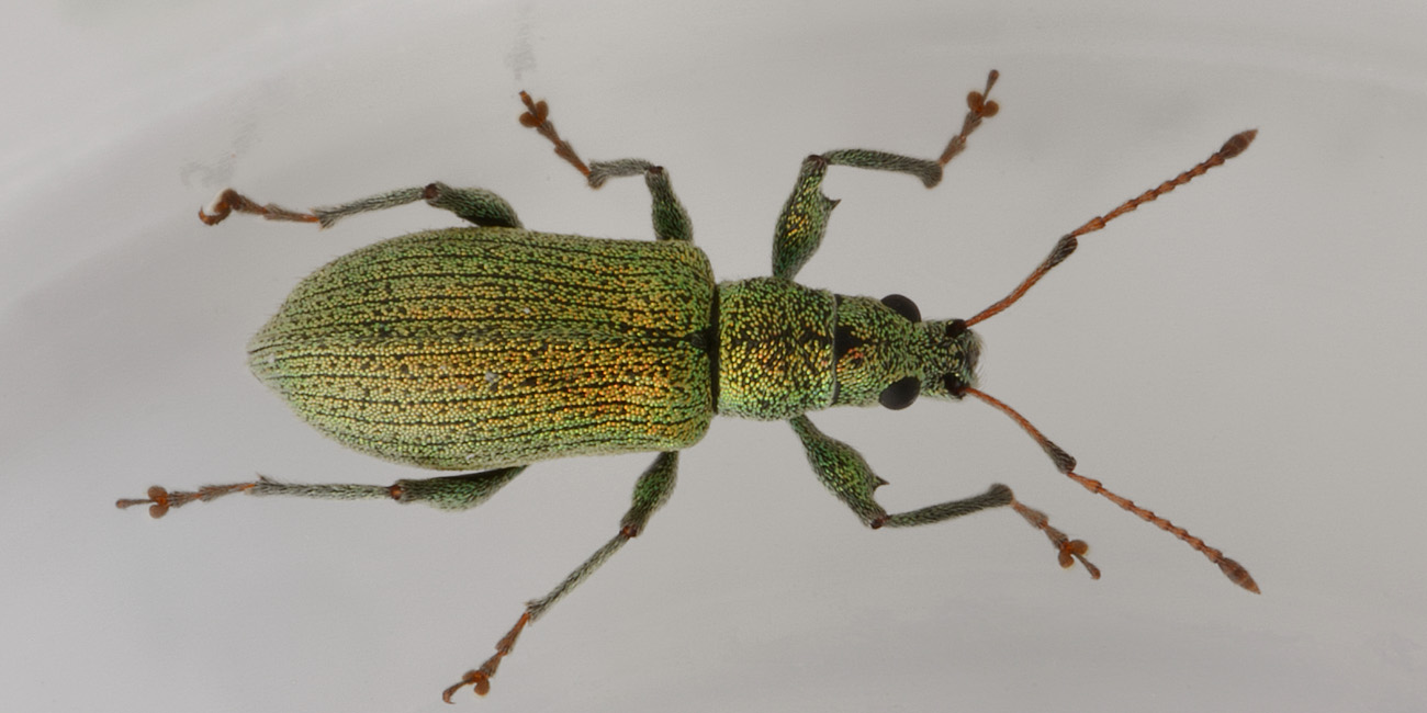 Curculionidae: Phyllobius arborator?  No, Phyllobius (Pterygorrhynchus) romanus